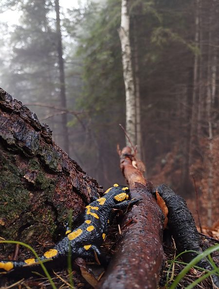Salamandra pezzata  - Gianpaolo Corti