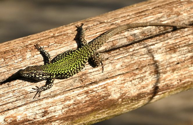 Lucertola muraiola  - Monique & Rémi Taïb-Fonters