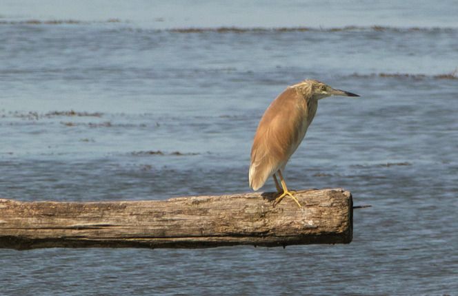 Sgarza ciuffetto  - Monique & Rémi Taïb-Fonters