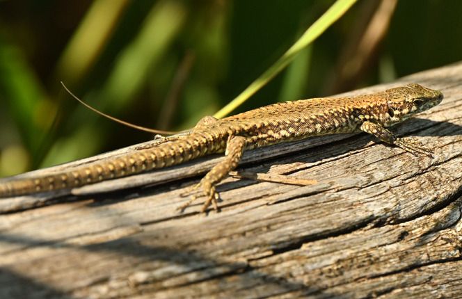 Common Wall Lizard  - Monique & Rémi Taïb-Fonters