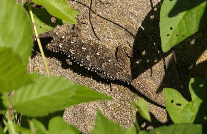 Geco comune  - Monique & Rémi Taïb-Fonters