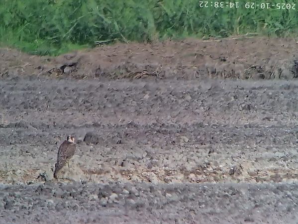 Falco pellegrino  - Massimo Tassinari