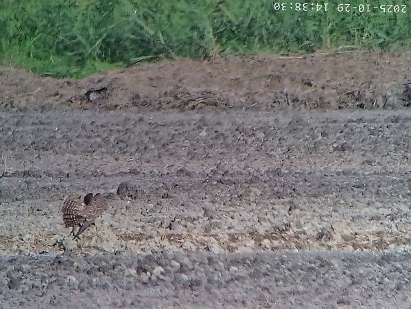 Falco pellegrino  - Massimo Tassinari