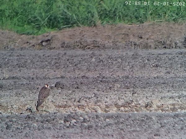 Falco pellegrino  - Massimo Tassinari