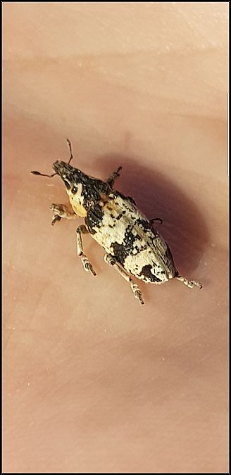 Coleoptera sp.  - Giuseppe Di Lieto