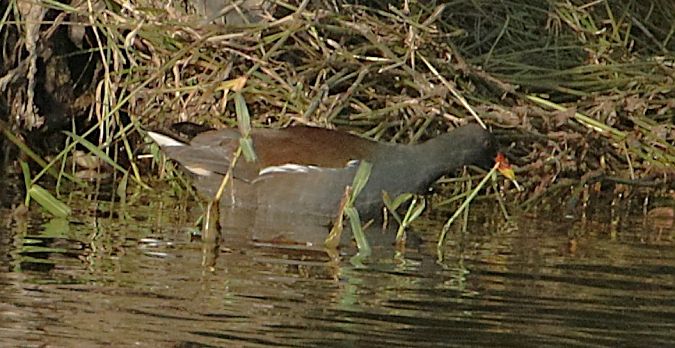 Gallinella d'acqua  - Vito Giovanni Santantonio