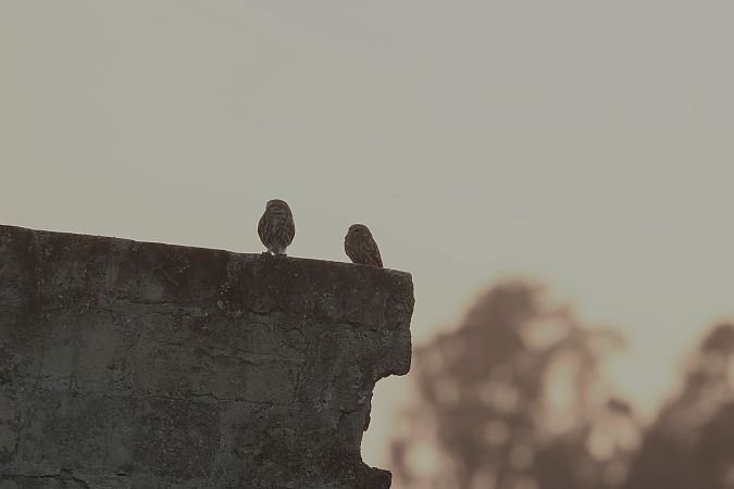 Civetta  - Vito Giovanni Santantonio