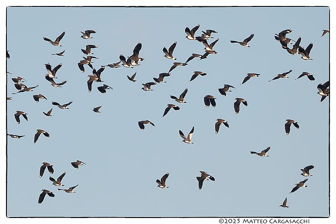 Pavoncella gregaria  - Matteo Cargasacchi