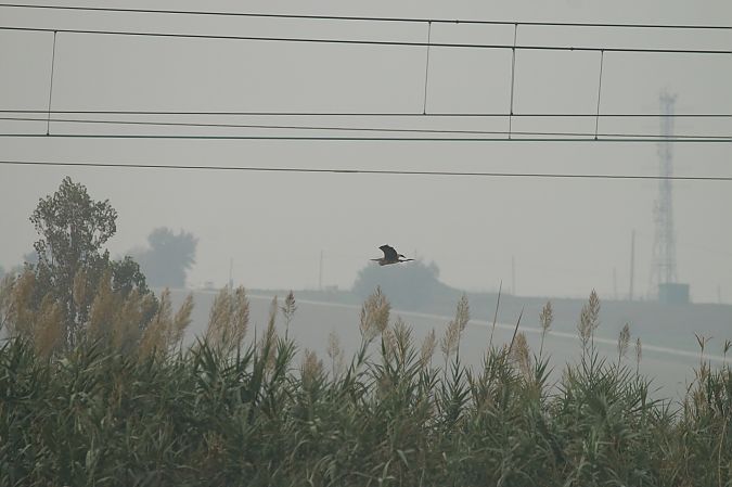 Airone rosso  - Federico Fanesi
