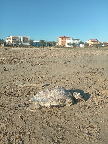 Tartaruga caretta  - Federico Fanesi