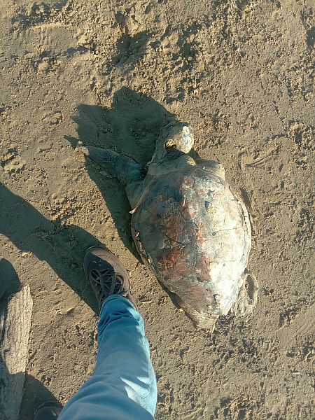Tartaruga caretta  - Federico Fanesi