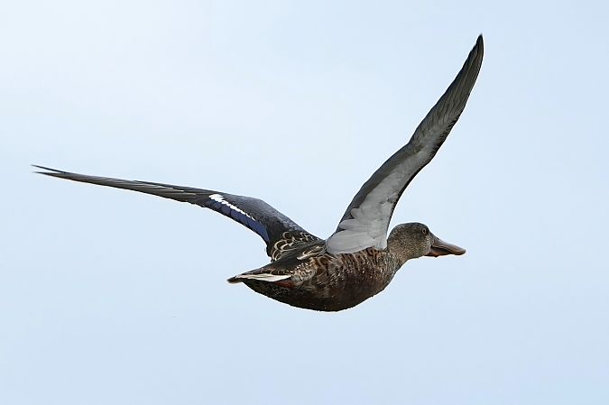 Canard souchet  - Domenico Bevacqua