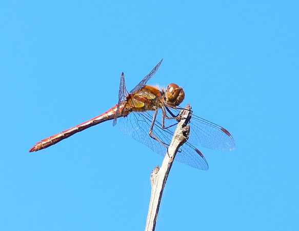 Sympetrum striolatum  - Luciano Cavassa