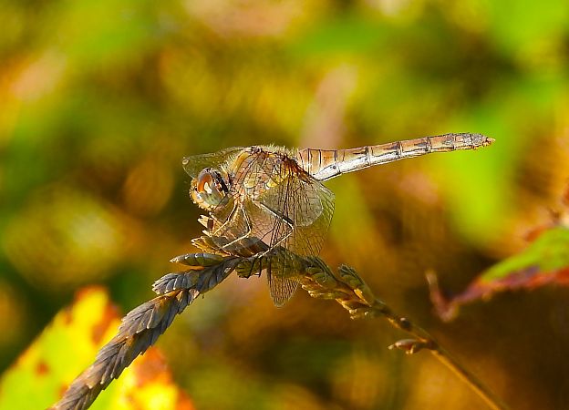 Sympetrum striolatum  - Luciano Cavassa