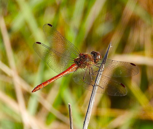 Sympetrum striolatum  - Luciano Cavassa