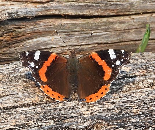Vanessa atalanta  - Luciano Cavassa
