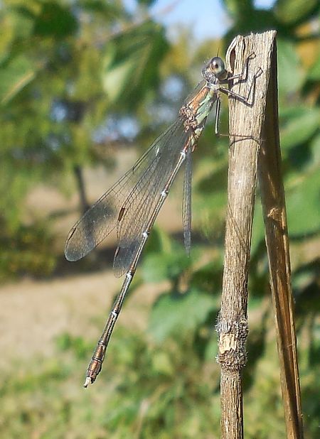 Chalcolestes viridis  - Elvire Laurens