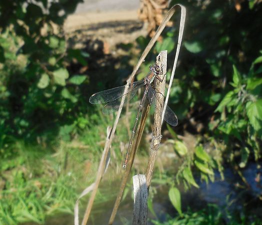 Chalcolestes viridis  - Elvire Laurens