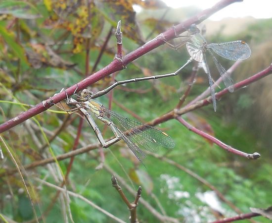 Chalcolestes viridis  - Elvire Laurens