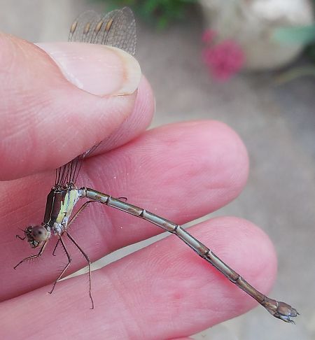 Chalcolestes viridis  - Elvire Laurens