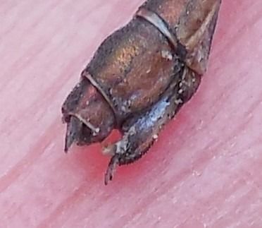 Chalcolestes viridis  - Elvire Laurens