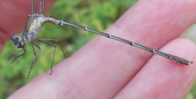 Chalcolestes viridis  - Elvire Laurens