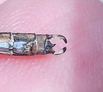 Chalcolestes viridis  - Elvire Laurens