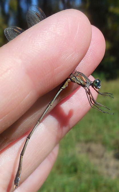 Lestes parvidens  - Elvire Laurens