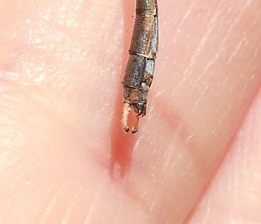 Lestes parvidens  - Elvire Laurens