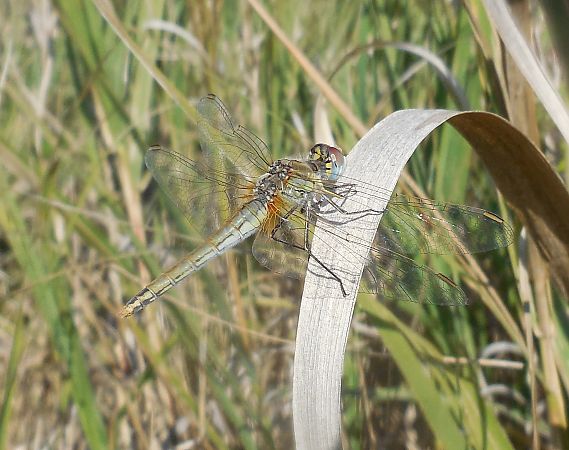 Sympetrum fonscolombei  - Elvire Laurens