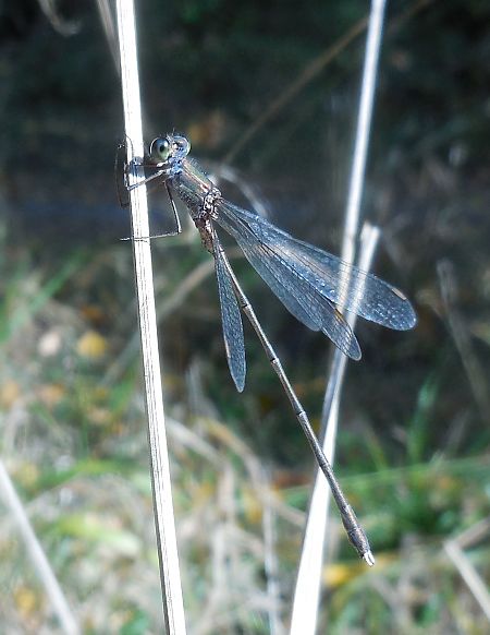 Lestes parvidens  - Elvire Laurens