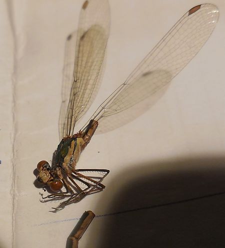 Chalcolestes viridis  - Elvire Laurens