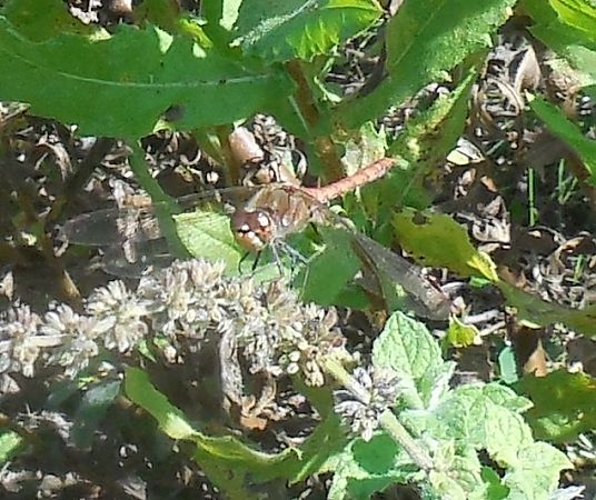 Sympetrum striolatum  - Elvire Laurens