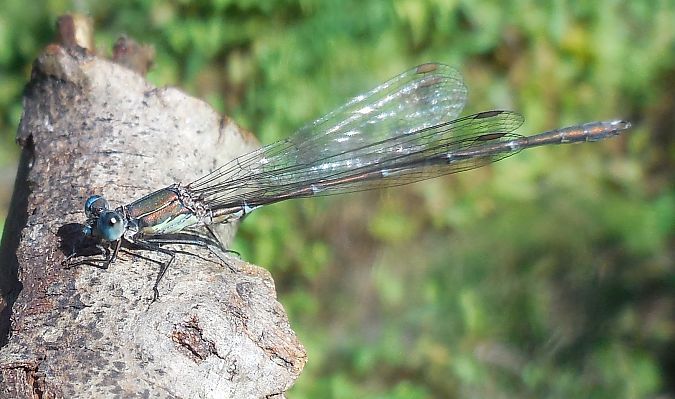 Chalcolestes viridis  - Elvire Laurens