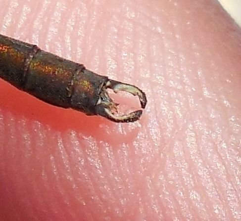 Chalcolestes viridis  - Elvire Laurens