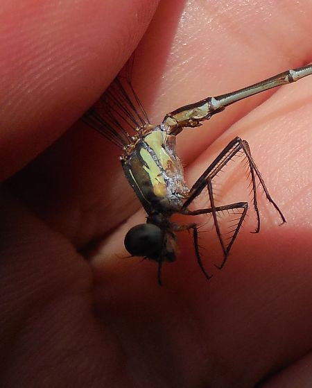 Chalcolestes viridis  - Elvire Laurens