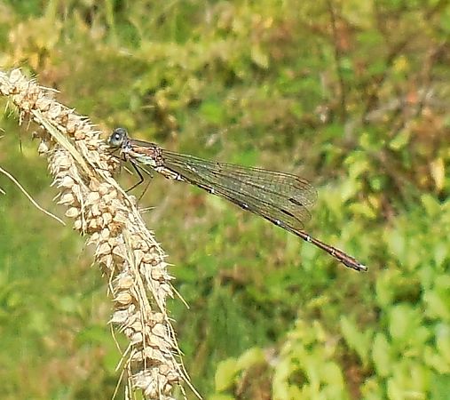 Chalcolestes viridis  - Elvire Laurens