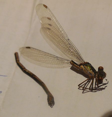 Chalcolestes viridis  - Elvire Laurens
