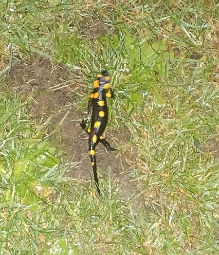 Salamandra pezzata  - Fabio Angeli