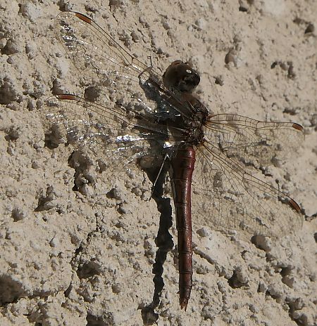 Sympetrum vulgatum  - Fabio Angeli