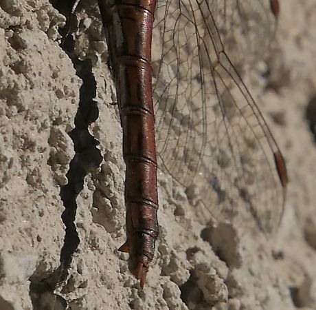Sympetrum vulgatum  - Fabio Angeli