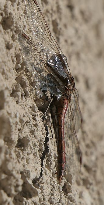 Sympetrum vulgatum  - Fabio Angeli