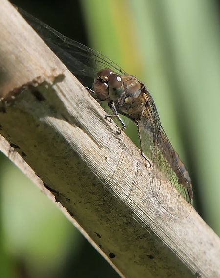 Sympetrum striolatum  - Fabio Angeli