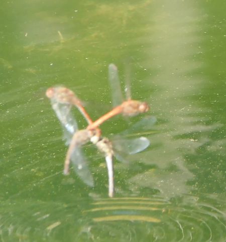 Sympetrum striolatum  - Fabio Angeli