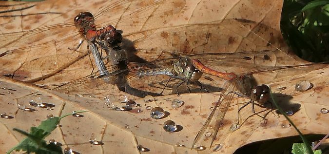 Sympetrum striolatum  - Fabio Angeli