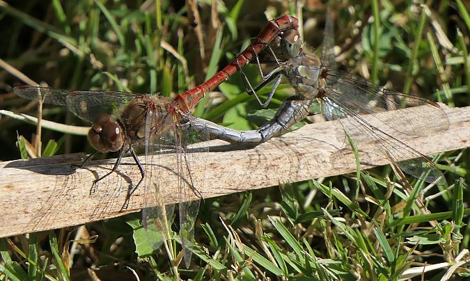 Sympetrum striolatum  - Fabio Angeli