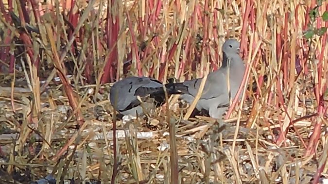 Colombella  - Riccardo de Santis