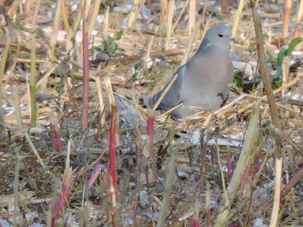 Colombella  - Riccardo de Santis