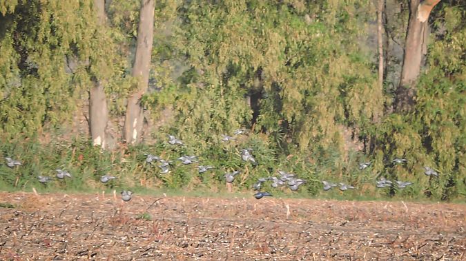 Colombella  - Riccardo de Santis