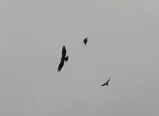 Aquila indet.  - Alessandra Fontenla